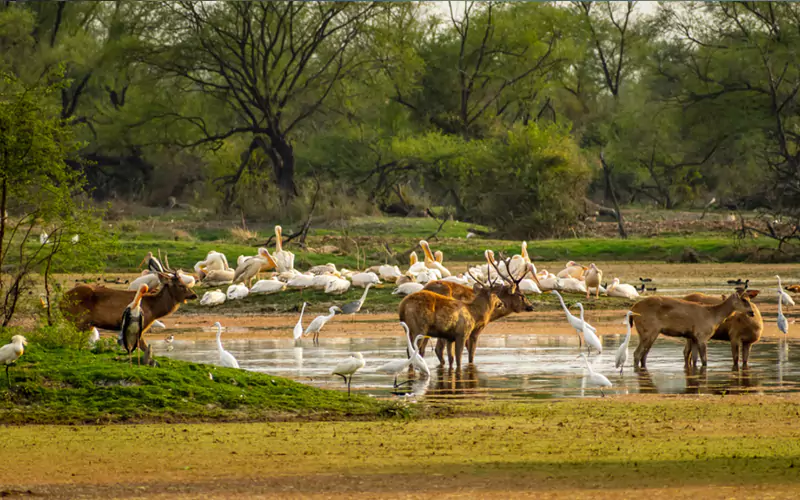 https://www.northindiaprivatetours.com/wp-content/uploads/2024/08/bbaratpur.webp