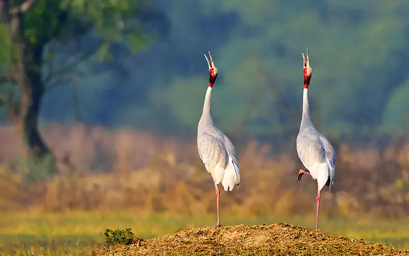 https://www.northindiaprivatetours.com/wp-content/uploads/2024/08/bharapur1.webp