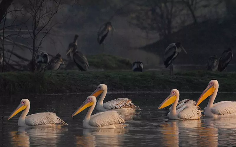 https://www.northindiaprivatetours.com/wp-content/uploads/2024/08/bharapur2.webp