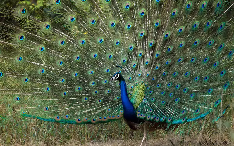 https://www.northindiaprivatetours.com/wp-content/uploads/2024/08/sariska1.webp