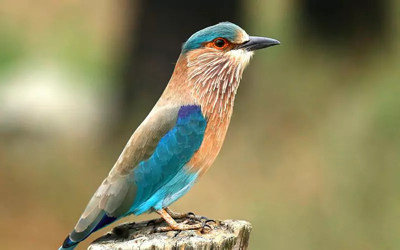 https://www.northindiaprivatetours.com/wp-content/uploads/2024/08/sariska3.webp